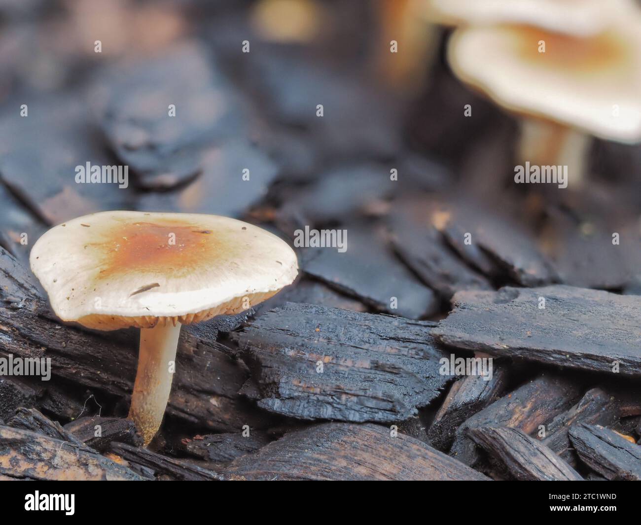 Une image vibrante d'un champignon orange vif et jaune niché parmi les copeaux de bois secs sur le sol de la forêt Banque D'Images