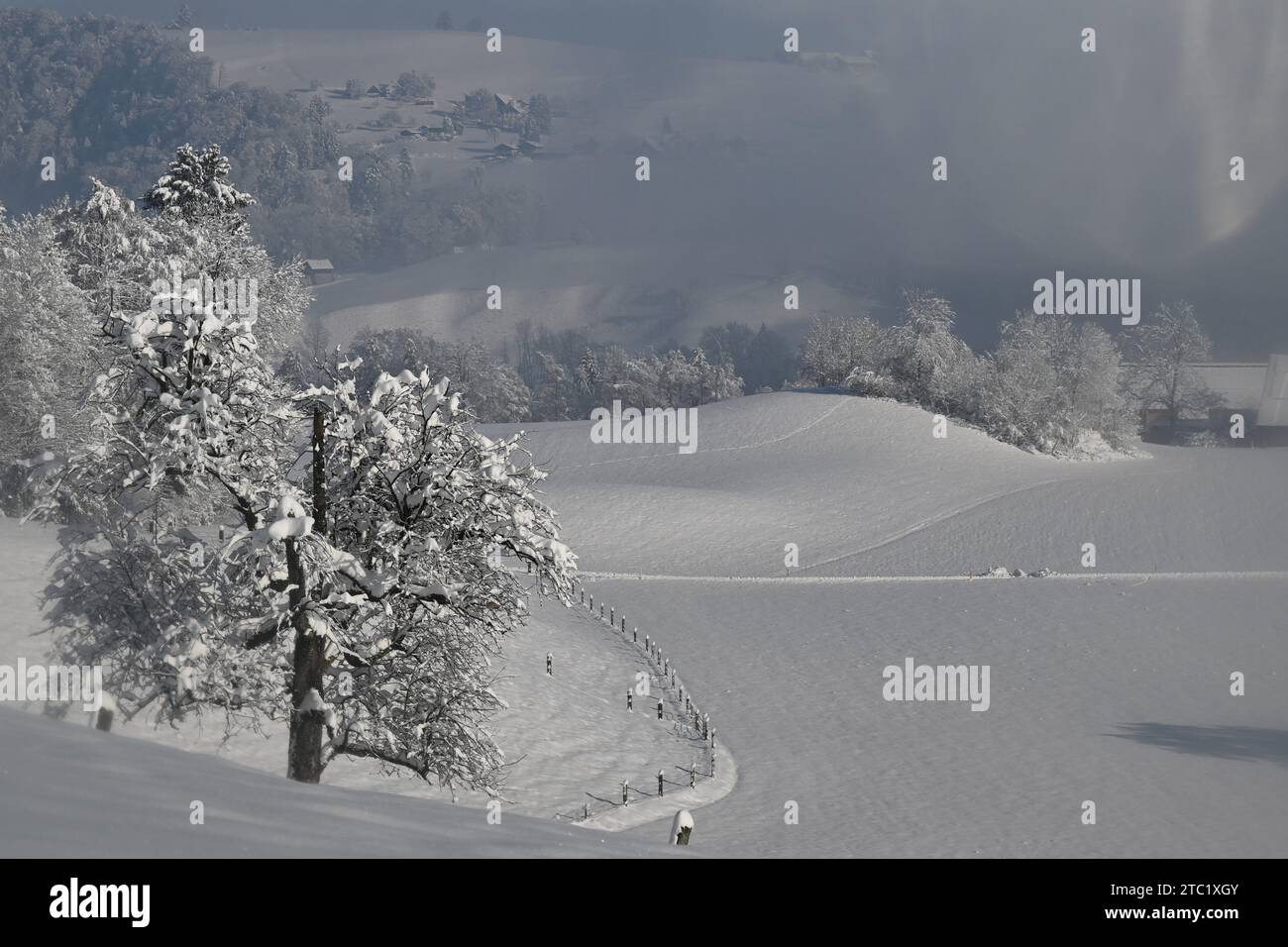 Un paysage hivernal pittoresque avec de grands arbres à feuilles persistantes couverts de neige et un groupe de petites maisons au loin Banque D'Images