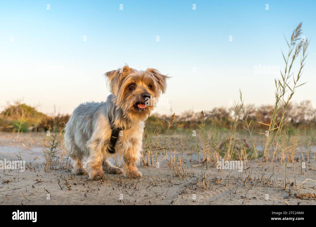 Chien mignon regardant Yorkshire Terrier. espace de copie Banque D'Images