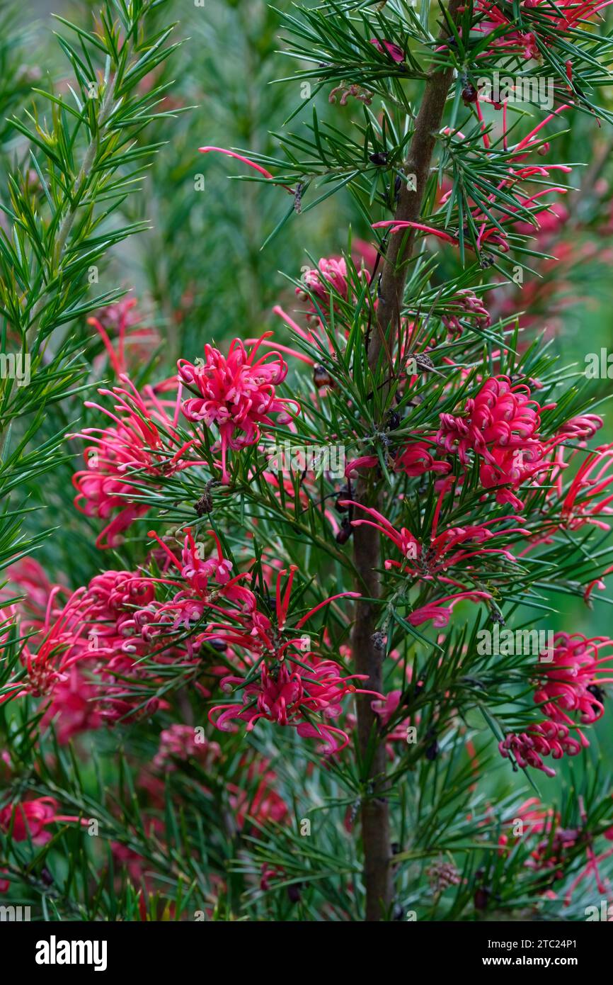 Grevillea Canberra Gem, Spider Flower Canberra Gem, fleurs rose foncé au début de l'été Banque D'Images