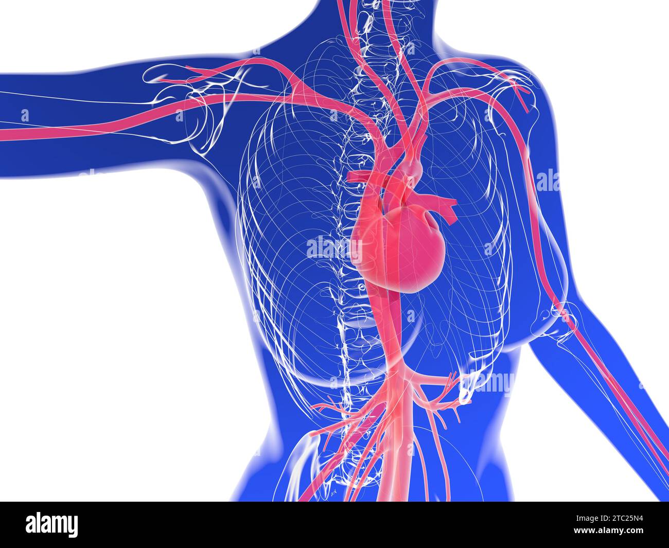 illustration 3d de silhouette de femme montrant le système circulatoire. Anatomie transparente du cœur, des artères et des autres organes internes. Banque D'Images
