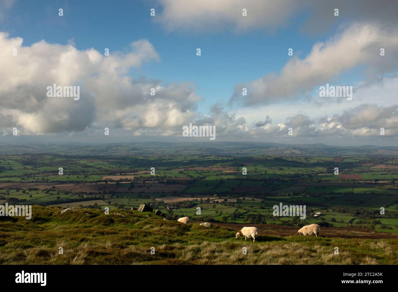 Moutons paissant sur Titterstone Clee Hill, Shropshire, Angleterre Banque D'Images
