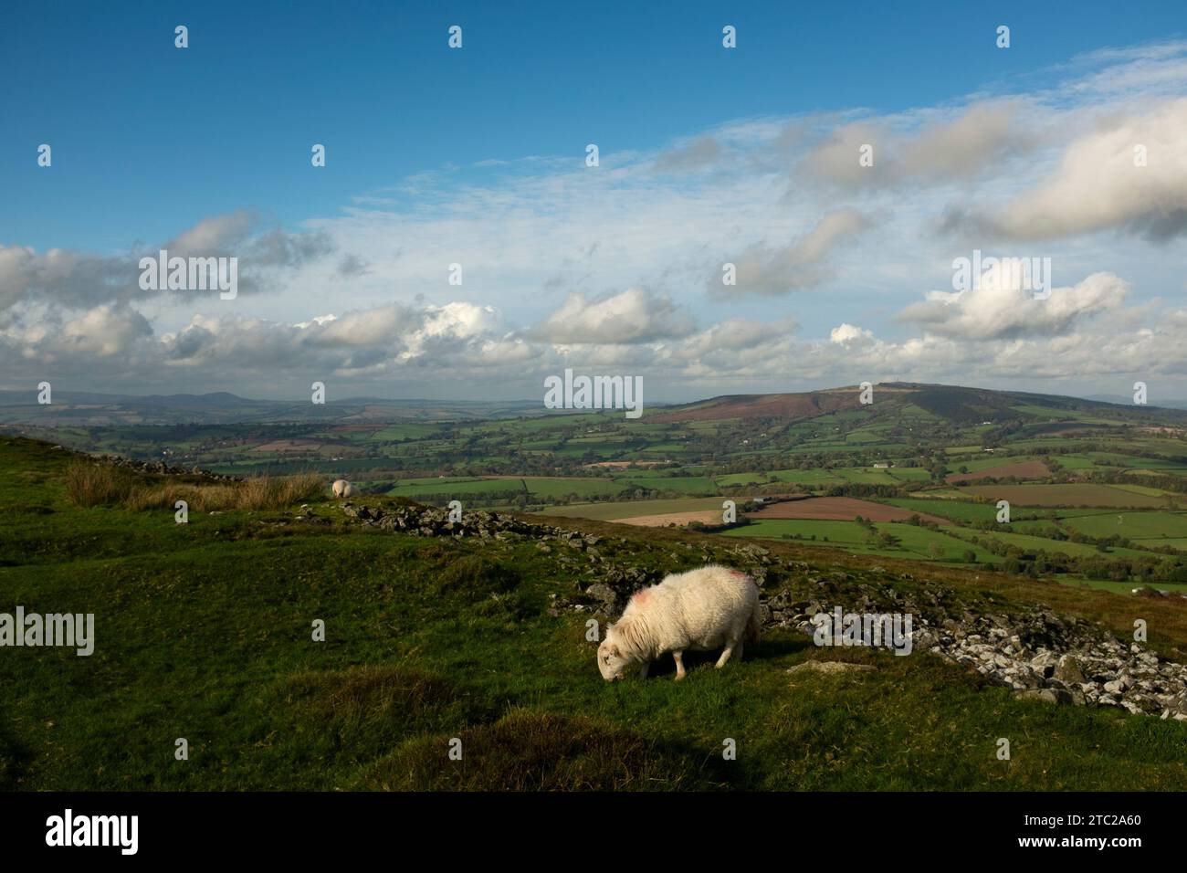 Moutons paissant sur Titterstone Clee Hill, avec Brown Clee Hill au loin, Shropshire, Angleterre Banque D'Images