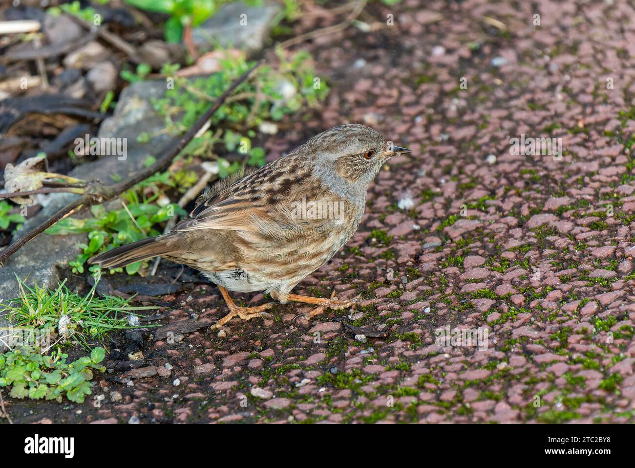 Moineau haie ou Dunnock, (Prunella modularis) oiseau qui est un oiseau chanteur de jardin commun trouvé au Royaume-Uni et en Europe, image photo stock Banque D'Images