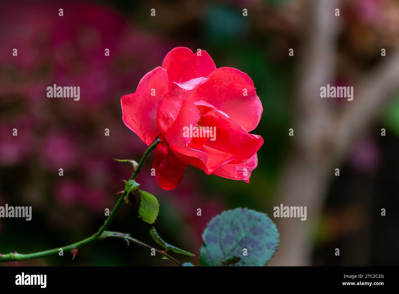 Rose 'Fred Loads' (rosa) une plante d'arbuste à floraison estivale avec une double fleur rouge d'été de juin à octobre, image photo stock Banque D'Images