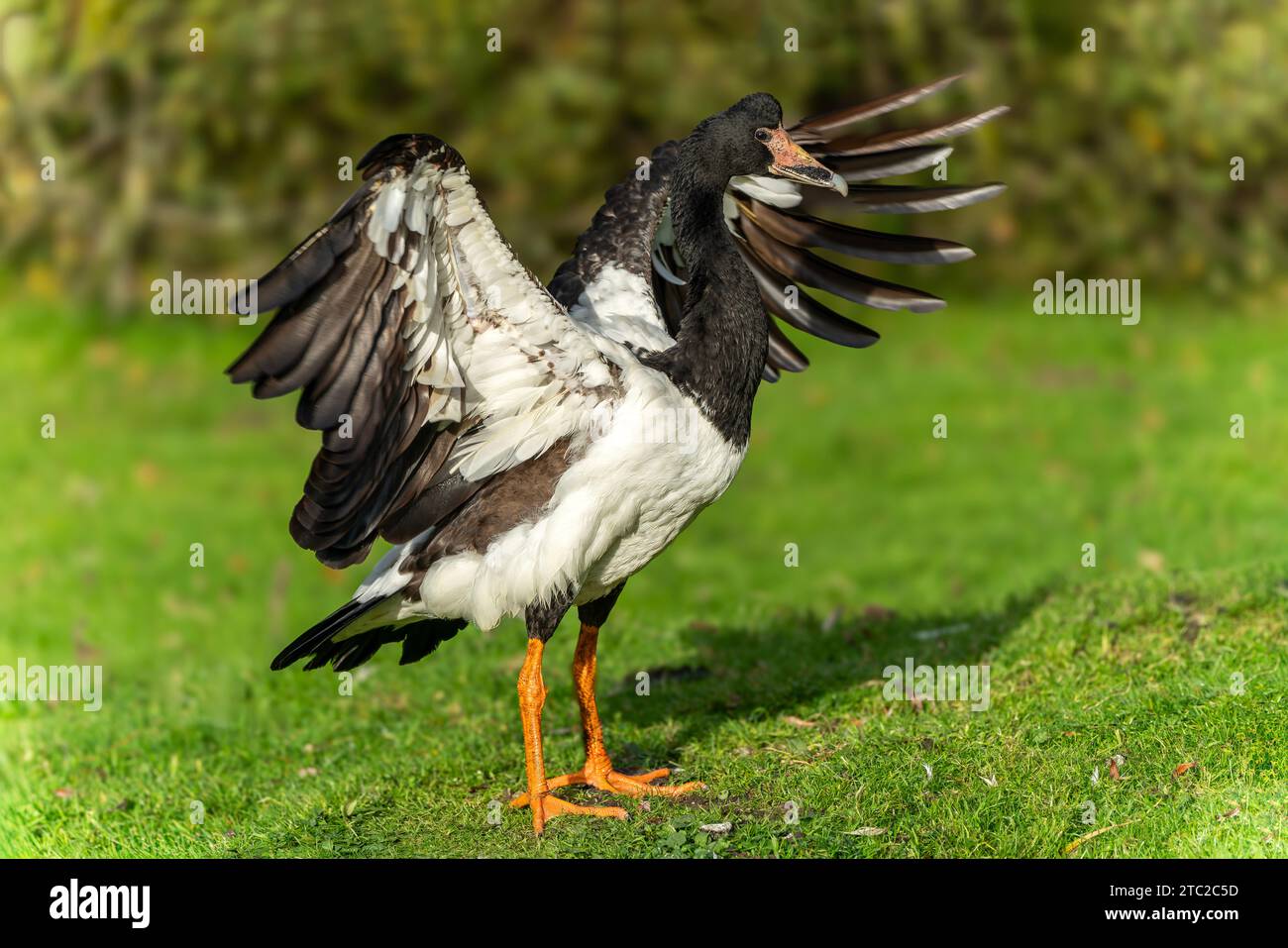 Oiseau d'oie magpie (Anseranas semipalmata), les oies ont un plumage noir et blanc avec des pattes jaunes et peuvent être trouvées sur le continent de l'Australie, sto Banque D'Images