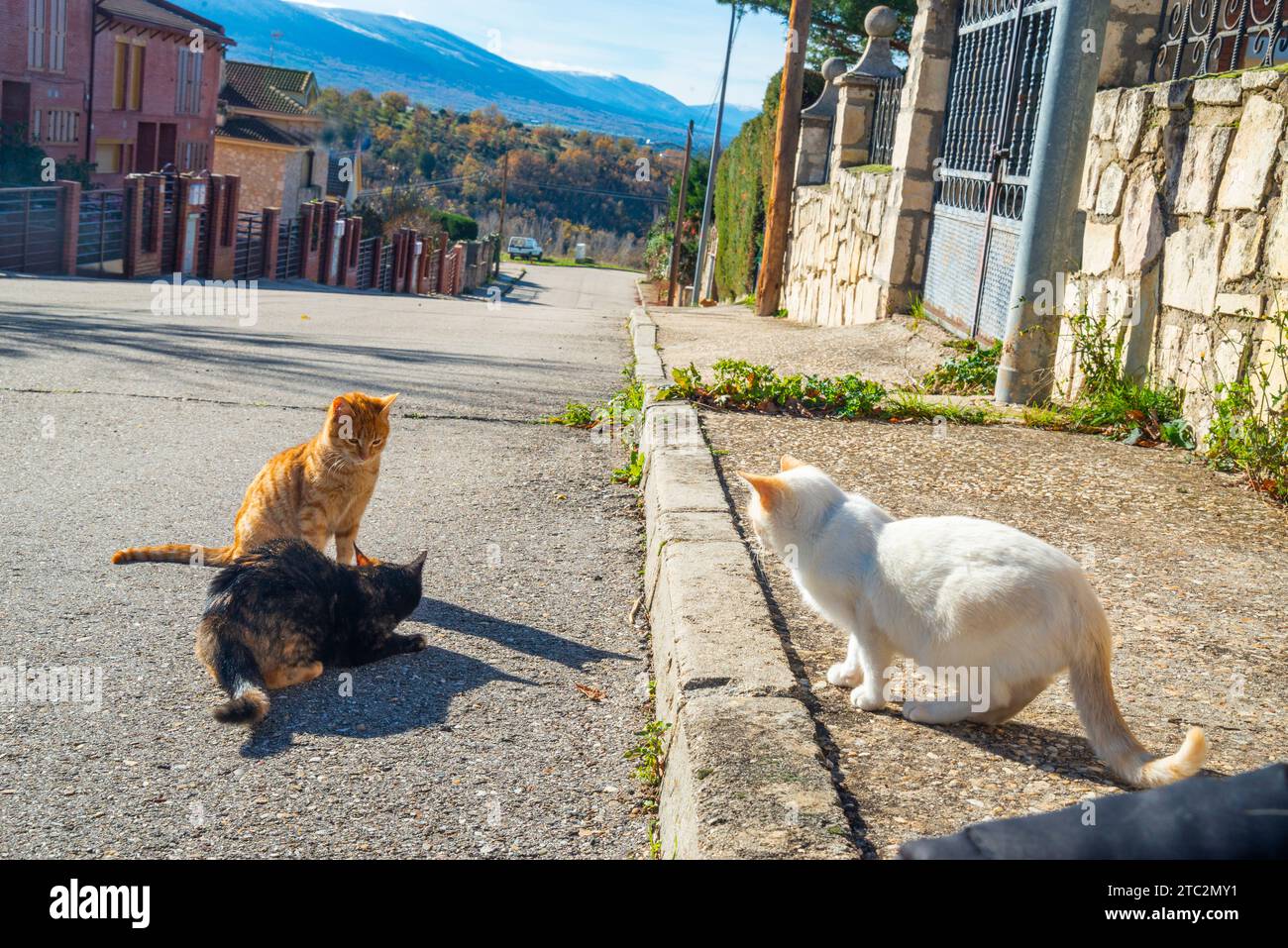 Trois chatons dans la rue. Banque D'Images
