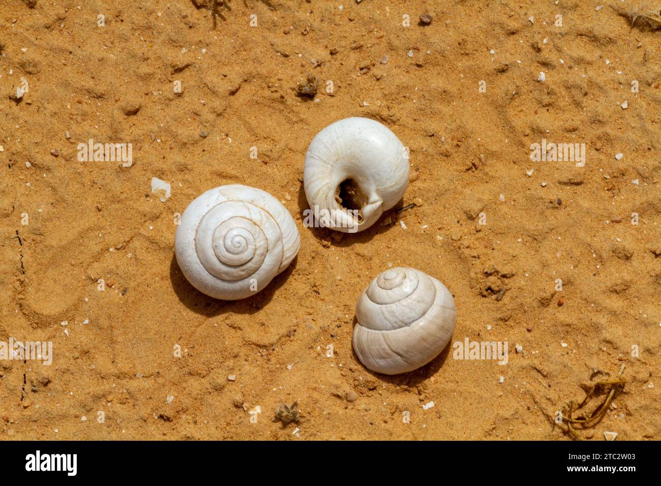 Sphincterochila est un genre d'escargots terrestres respirant de l'air, mollusques gastéropodes pulmonaires terrestres Banque D'Images