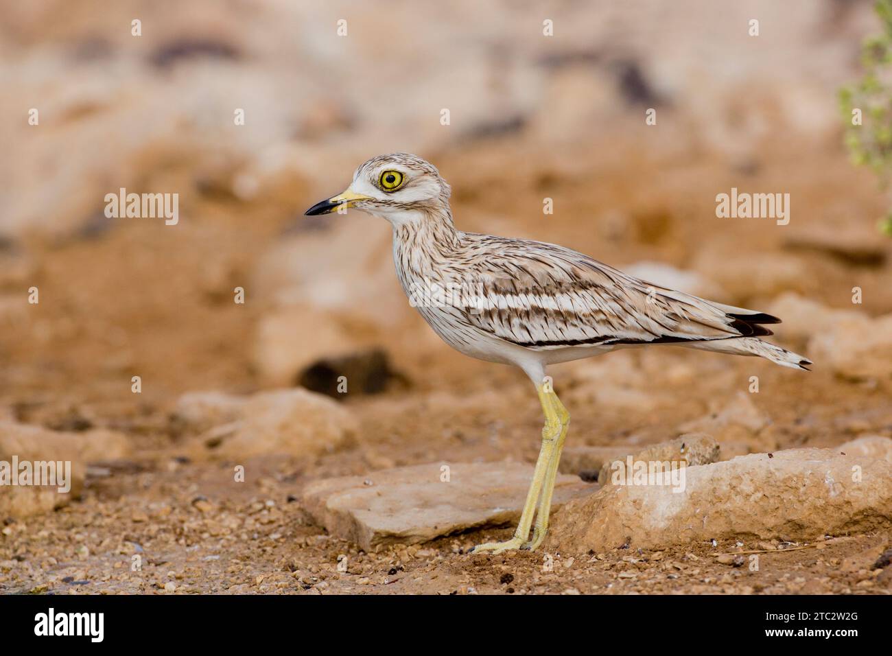 Oedicnème criard (Burhinus bistriatus) sur le terrain. Cet échassier est trouvé dans les garrigues ouvert de l'Europe, l'Afrique du nord et du sud-ouest de l'Asie. Il Banque D'Images