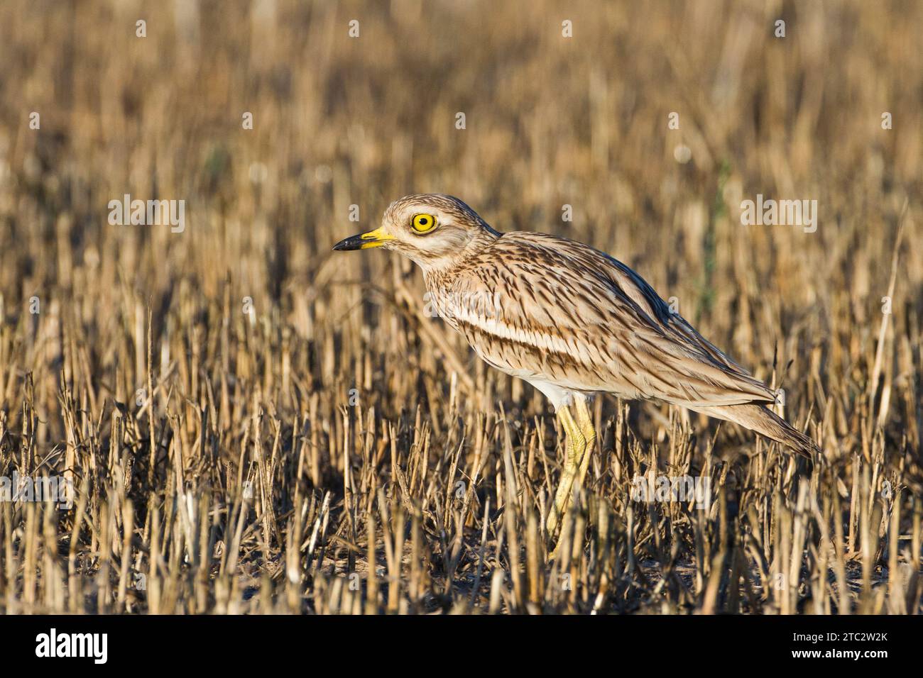 Oedicnème criard (Burhinus bistriatus) sur le terrain. Cet échassier est trouvé dans les garrigues ouvert de l'Europe, l'Afrique du nord et du sud-ouest de l'Asie. Il Banque D'Images