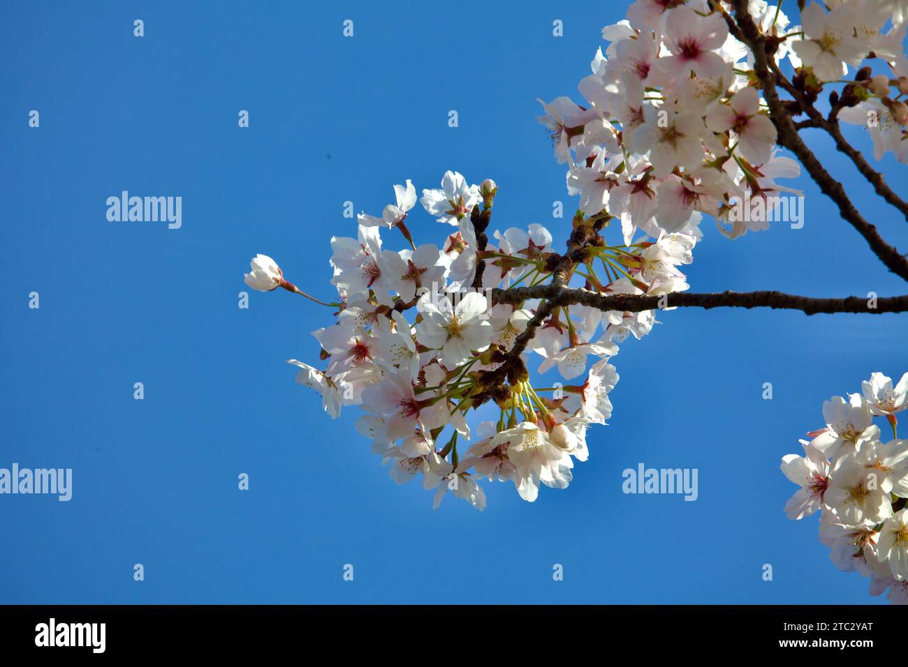 Gros plan d'un groupe de cerisiers en fleurs en pleine floraison, sur un ciel bleu clair. Banque D'Images