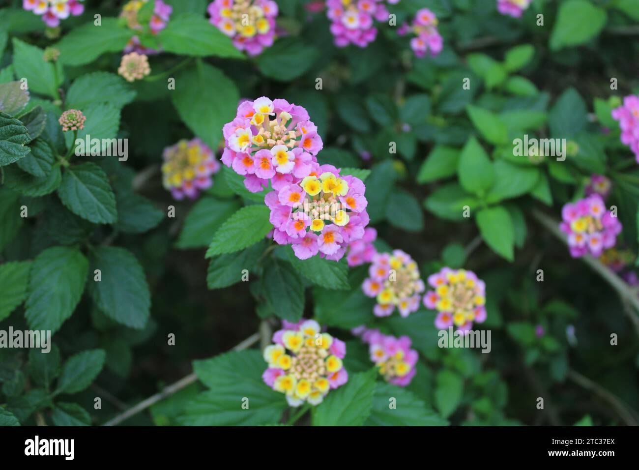 Lantana camara (lantana commune) est une espèce de plante à fleurs appartenant à la famille des verbènes (Verbenaceae), originaire des tropiques américains. Banque D'Images