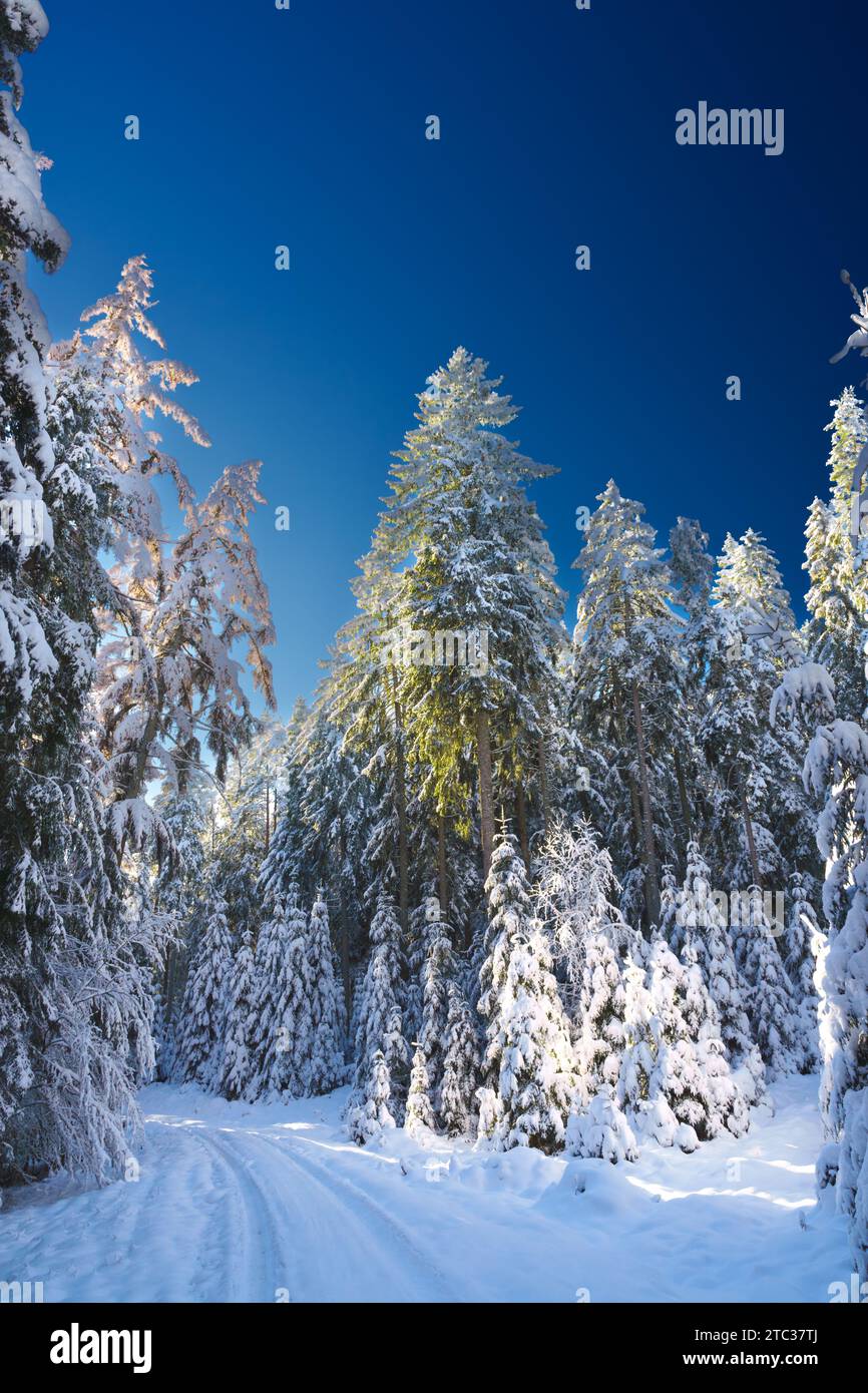 beau panorama de paysage hivernal enneigé avec forêt et soleil. coucher de soleil d'hiver dans la forêt vue panoramique. le soleil brille à travers les arbres enneigés Banque D'Images