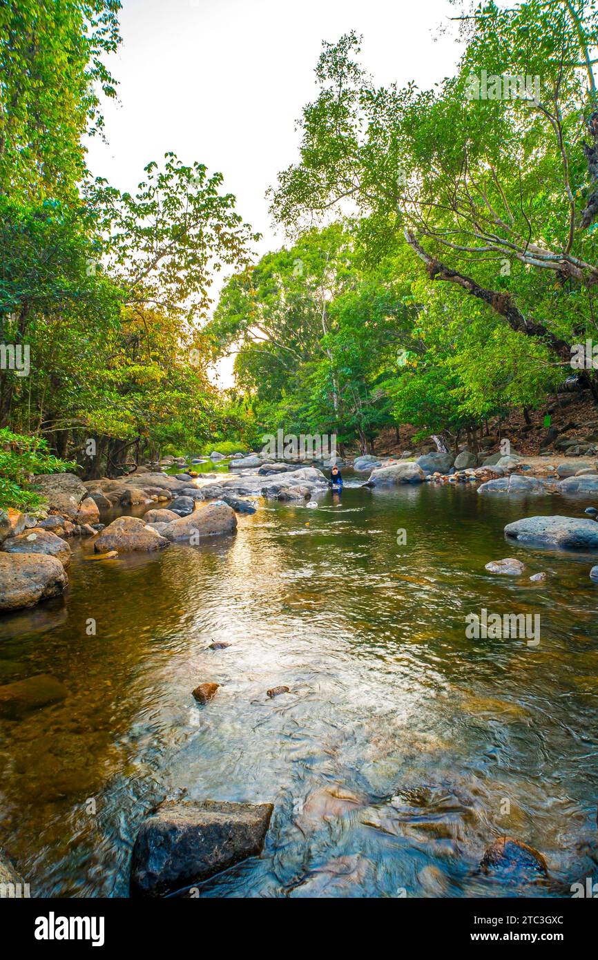 Nature Lullaby doux écoulement d'un ruisseau peu profond dans la forêt profonde Banque D'Images