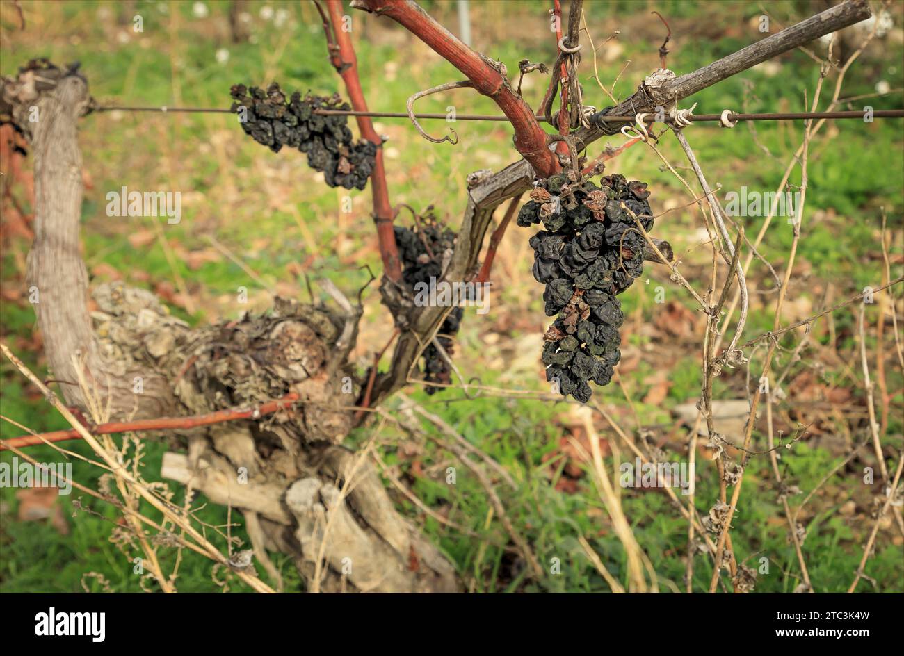 Raisins laissés sur la vigne après la récolte qui sont raison comme et ont thourougly desséché Banque D'Images