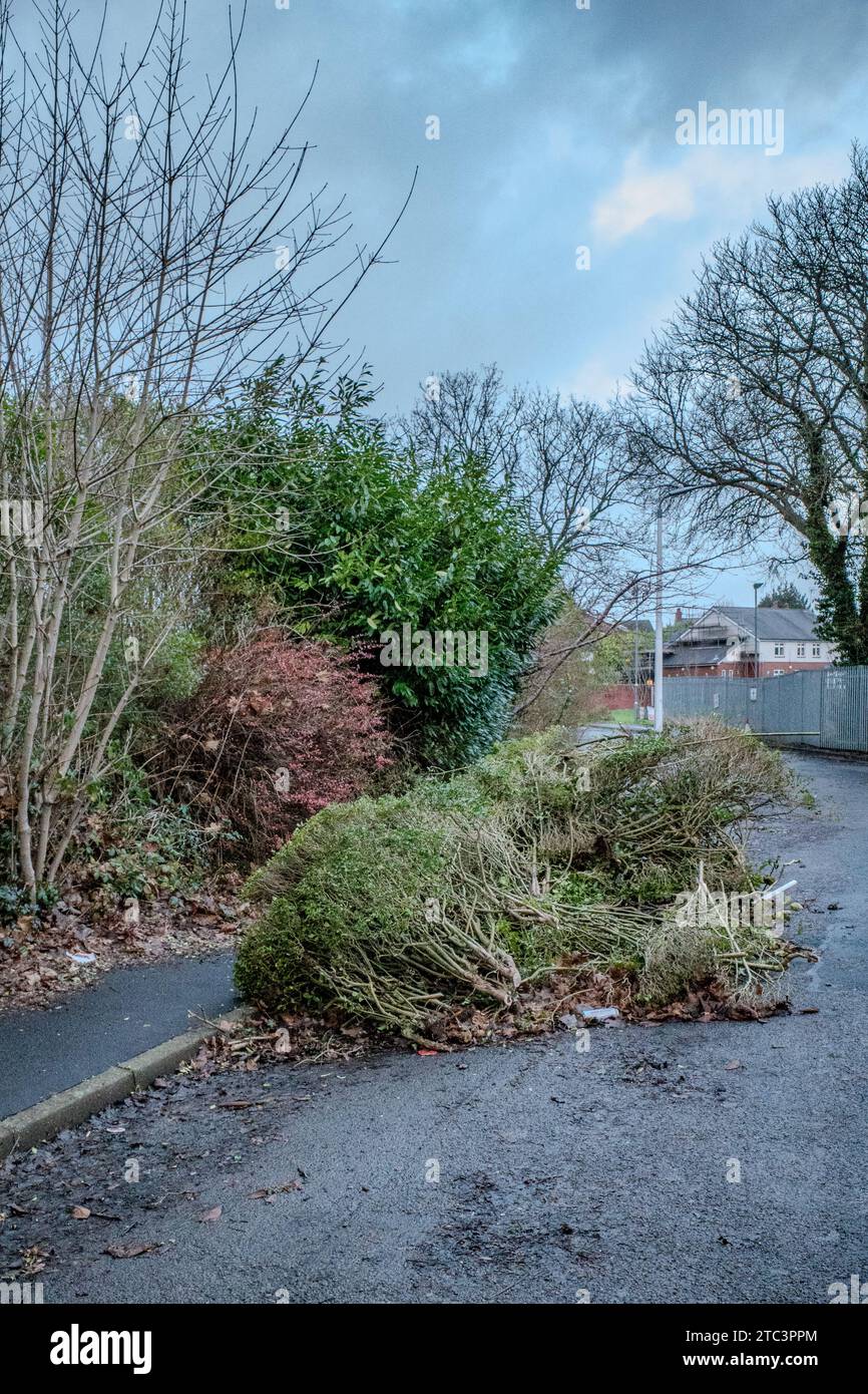 Fly Tipping au Royaume-Uni, les déchets de jardin sont jetés illégalement sur une route et un trottoir. Pays de Galles. Banque D'Images