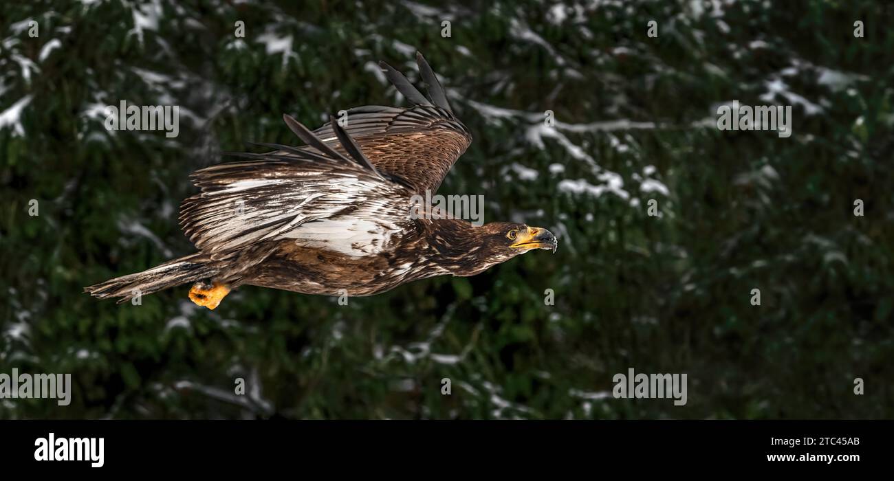 Photographie de profil rapprochée d'un jeune aigle à tête blanche volant (Haliaeetus leucocephalus), déployant ses ailes en grande ouverture, forêt de conifères foncée Banque D'Images