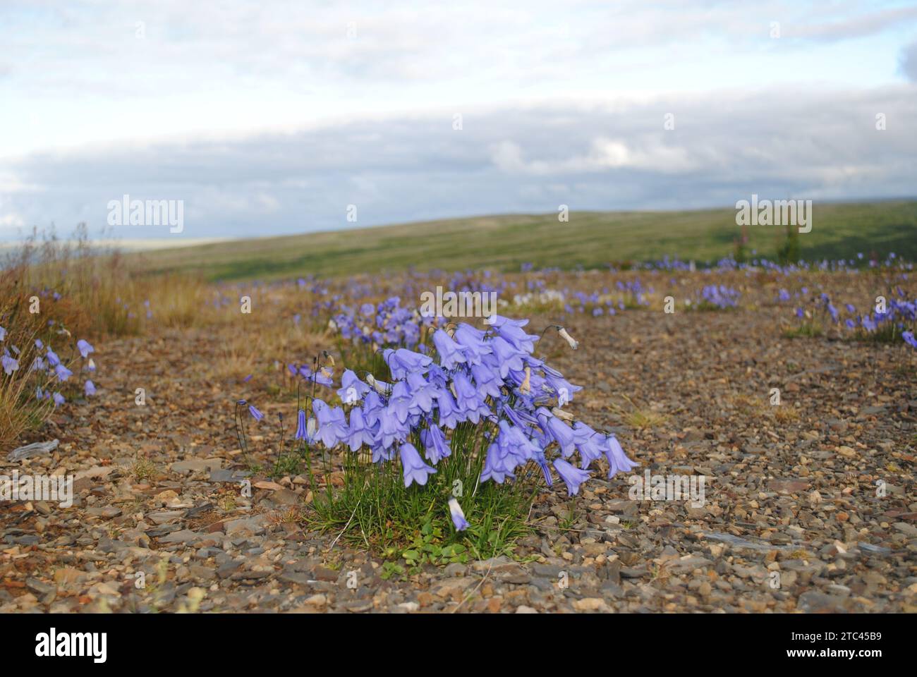 Les bluebells au-dessus du cercle polaire septentrional Banque D'Images