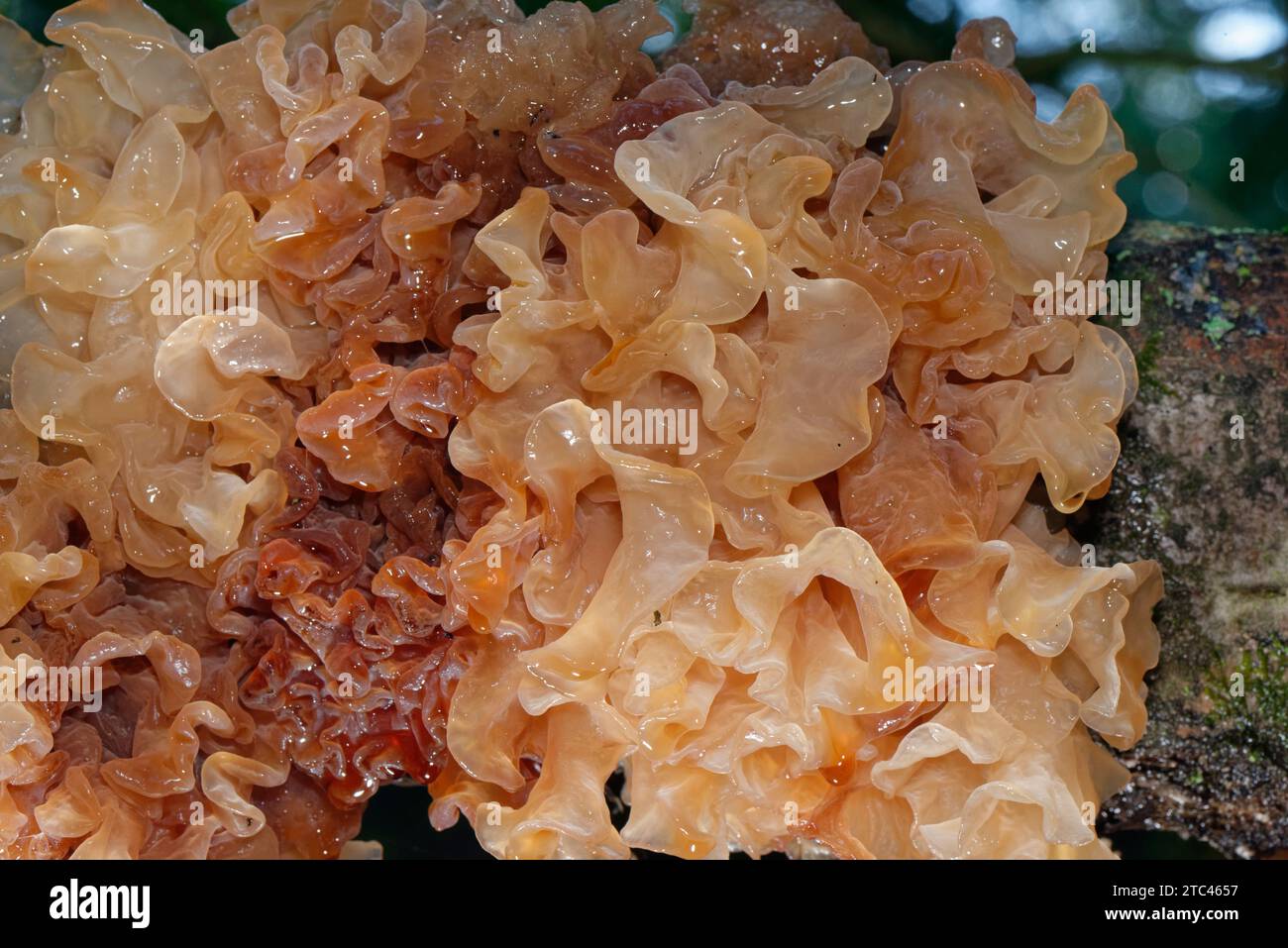 Gelée de cerveau feuillu / beurre de sorcière brune (Tremella frondosa/Phaeotremella frondosa) s'agglutinent sur une branche de bouleau argenté (Betula pendulous), Glos, Royaume-Uni. Banque D'Images