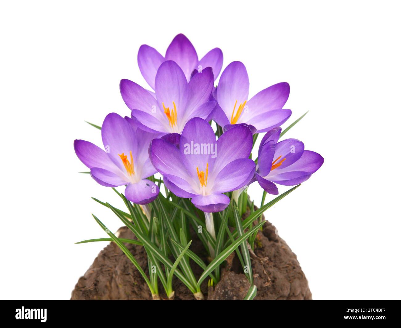 Fleurs printanières de Whitewell Purple ou Crocus précoce, Crocus tommasinianus Banque D'Images