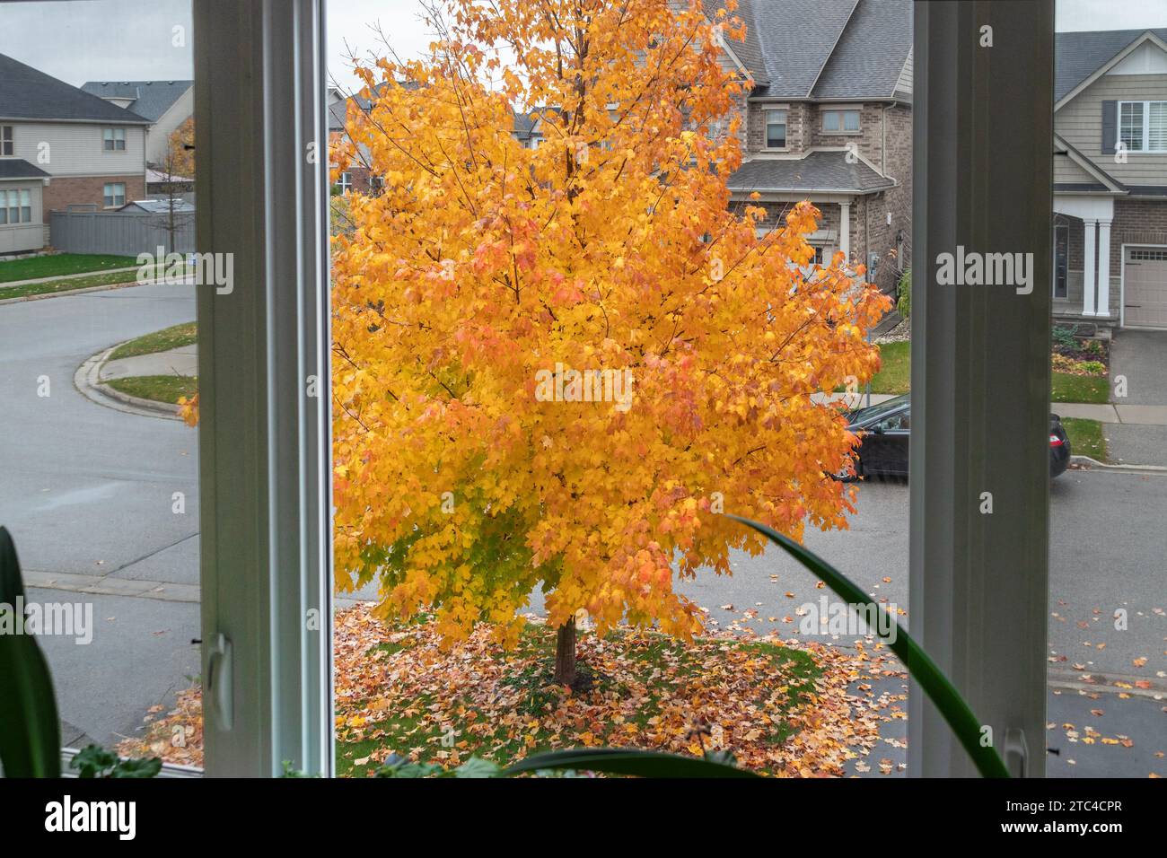 L'érable d'automne avec des feuilles dorées pousse sur la pelouse en face de la maison sous la fenêtre Banque D'Images