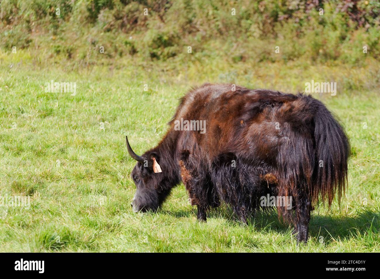 Adulte Yack pâturant dans un parc animalier. Québec, Canada Banque D'Images