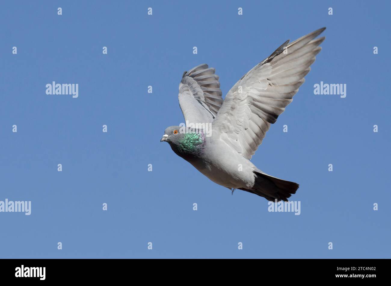 Rock Pigeon, Columba livia, en vol Banque D'Images Rock Pigeon, Columba livia, en vol Banque D'Images
