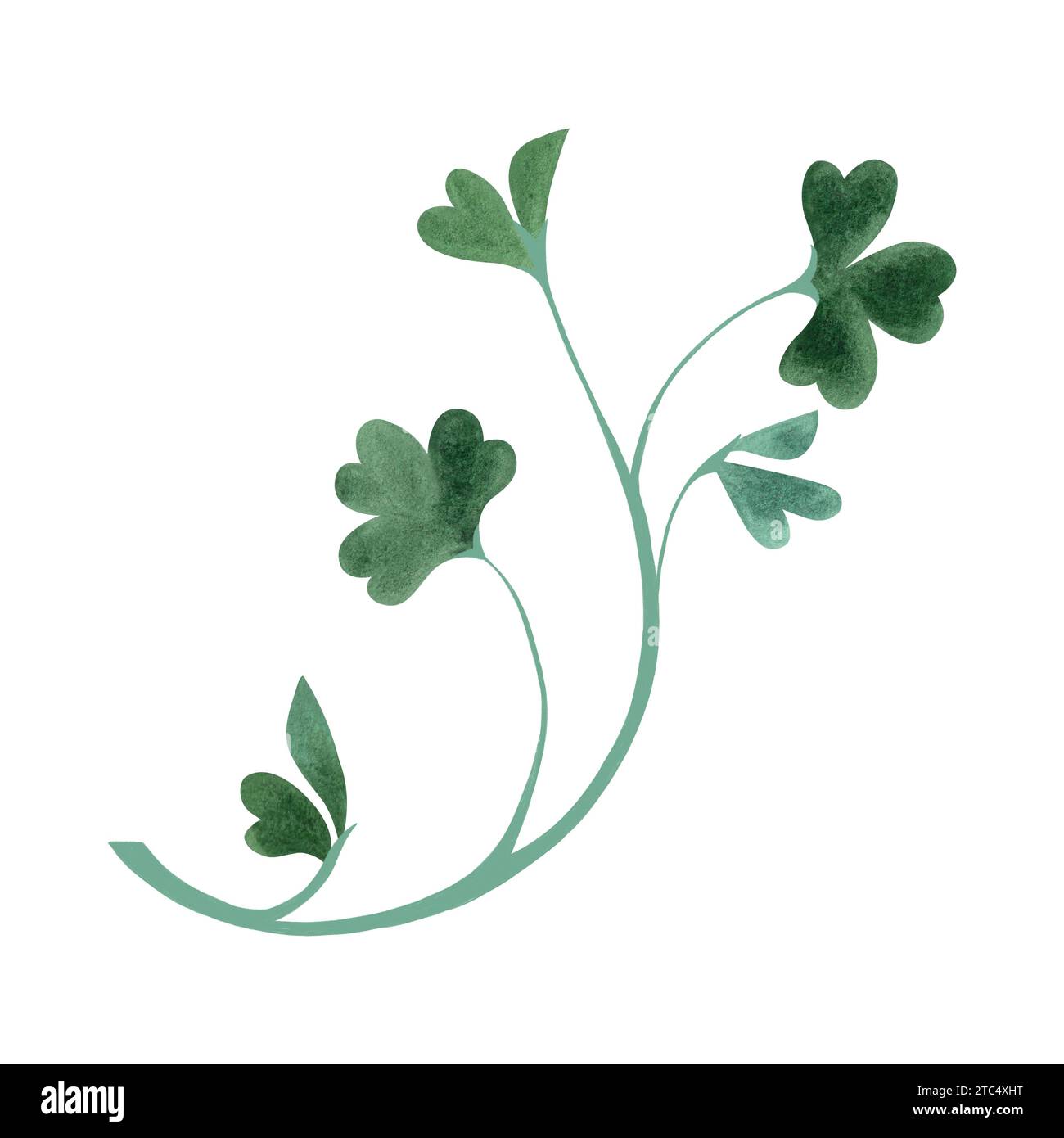 Une branche de trèfle vert. Symbole de l'Irlande. St Patrick's Day. Illustration d'aquarelle isolée dans le style vintage Banque D'Images