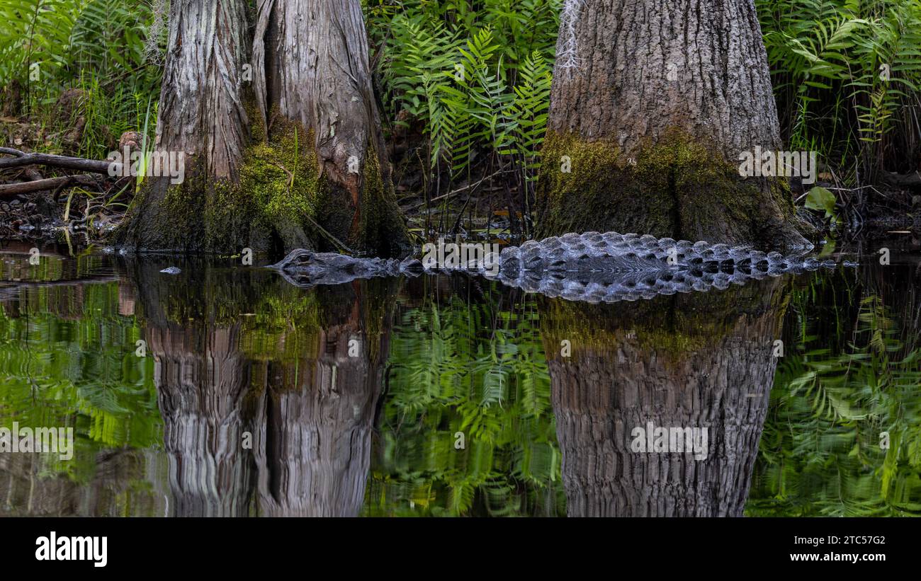 Alligator d'Amérique (Alligator mississippiensis) réfléchissant à la surface des eaux sombres du marais Okefenokee, Géorgie Banque D'Images