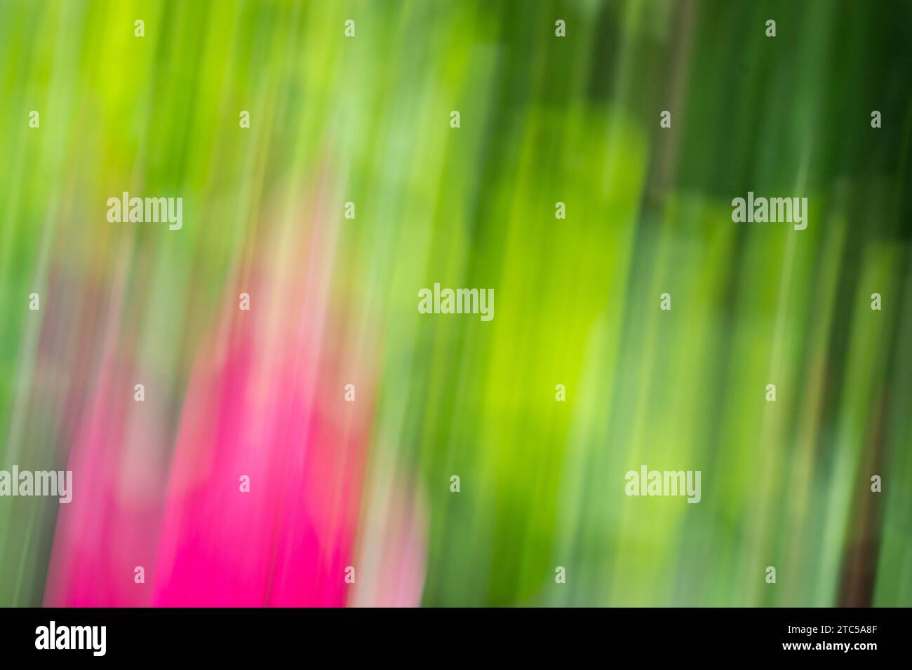 Plante à feuilles verte et rose sous forme abstraite. Flou de mouvement, produisant un effet de rêve et de peinture. Banque D'Images