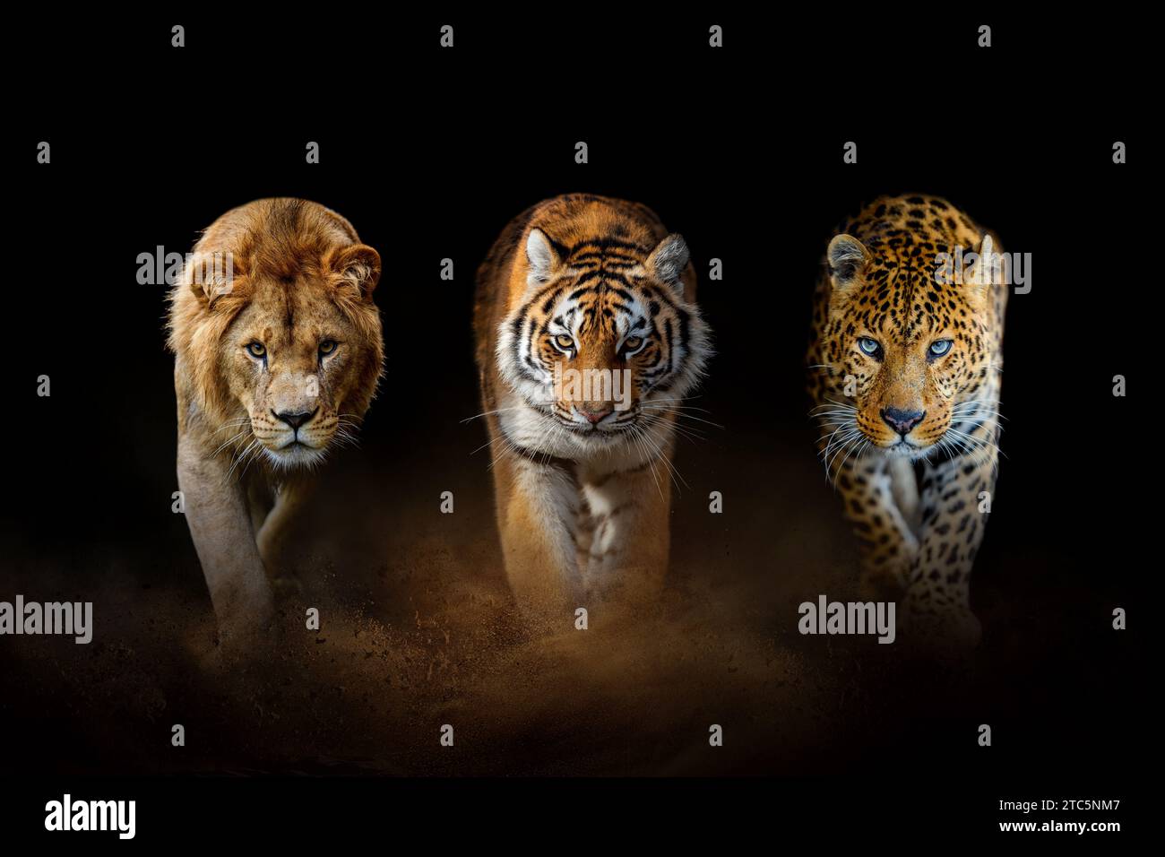 Grands félins : Lion, tigre et léopard, ensemble sur fond noir Banque D'Images