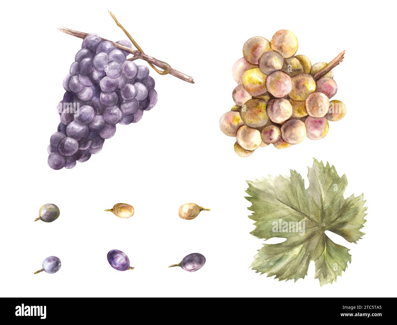 Bouquet d'aquarelle de raisins, feuilles de raisin et ensemble de baies de raisin. Illustration de vigne peinte à la main. Conception de menu, carte, carte des vins, autocollants Banque D'Images