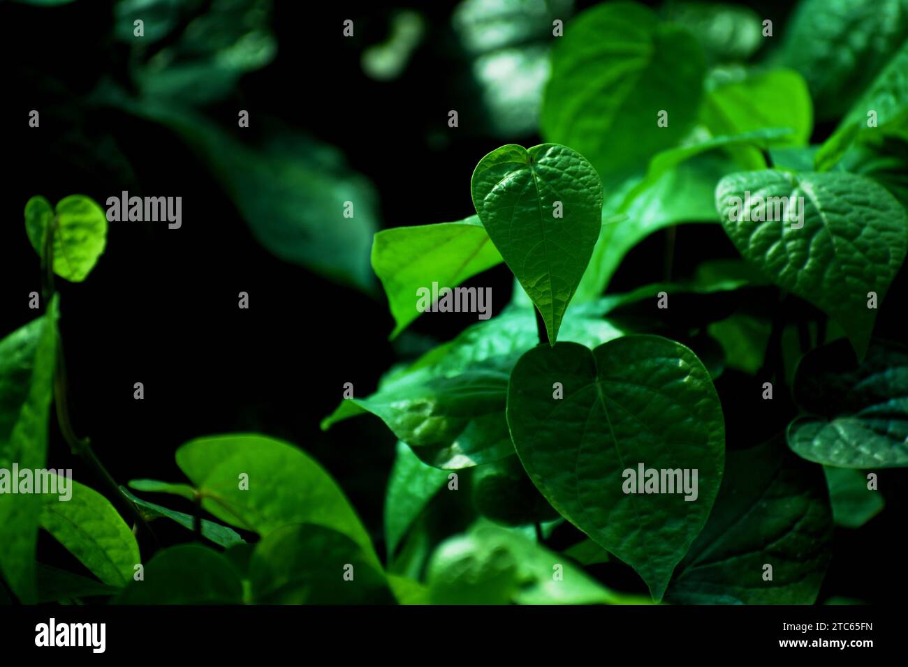 Feuilles tendres fraîches de Piper betle à la ferme. (Nom commun : feuille de bétel) Banque D'Images
