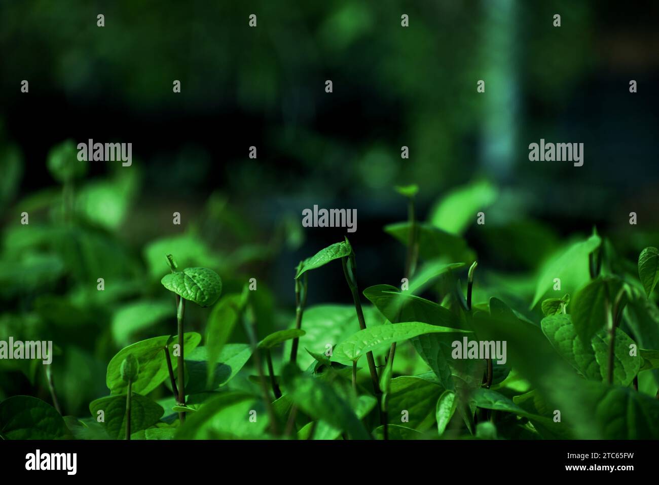 Feuilles tendres fraîches de Piper betle à la ferme. (Nom commun : feuille de bétel) Banque D'Images