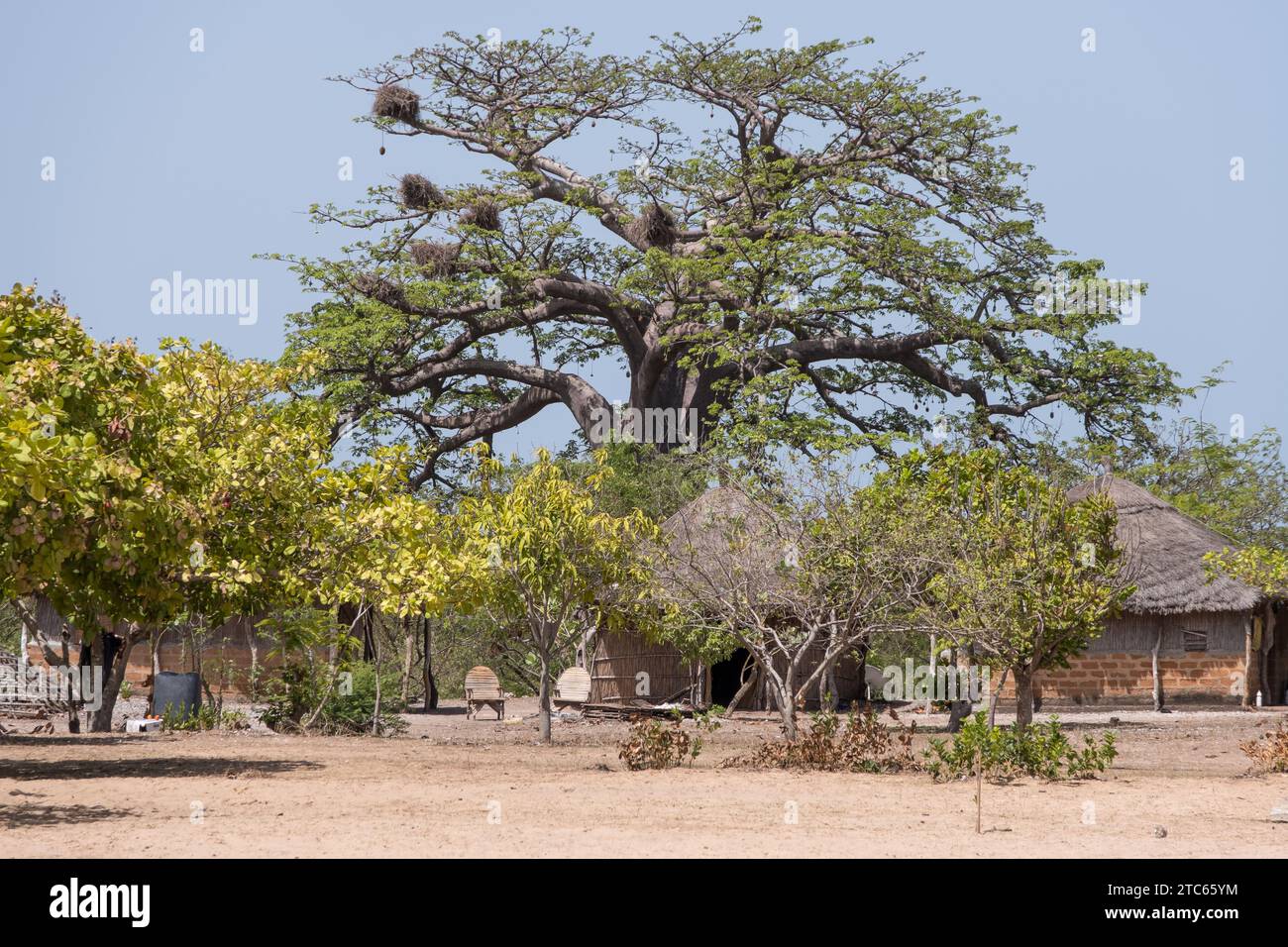 Baobab et village sur les rives du delta du sine et du Saloum au Sénégal Banque D'Images