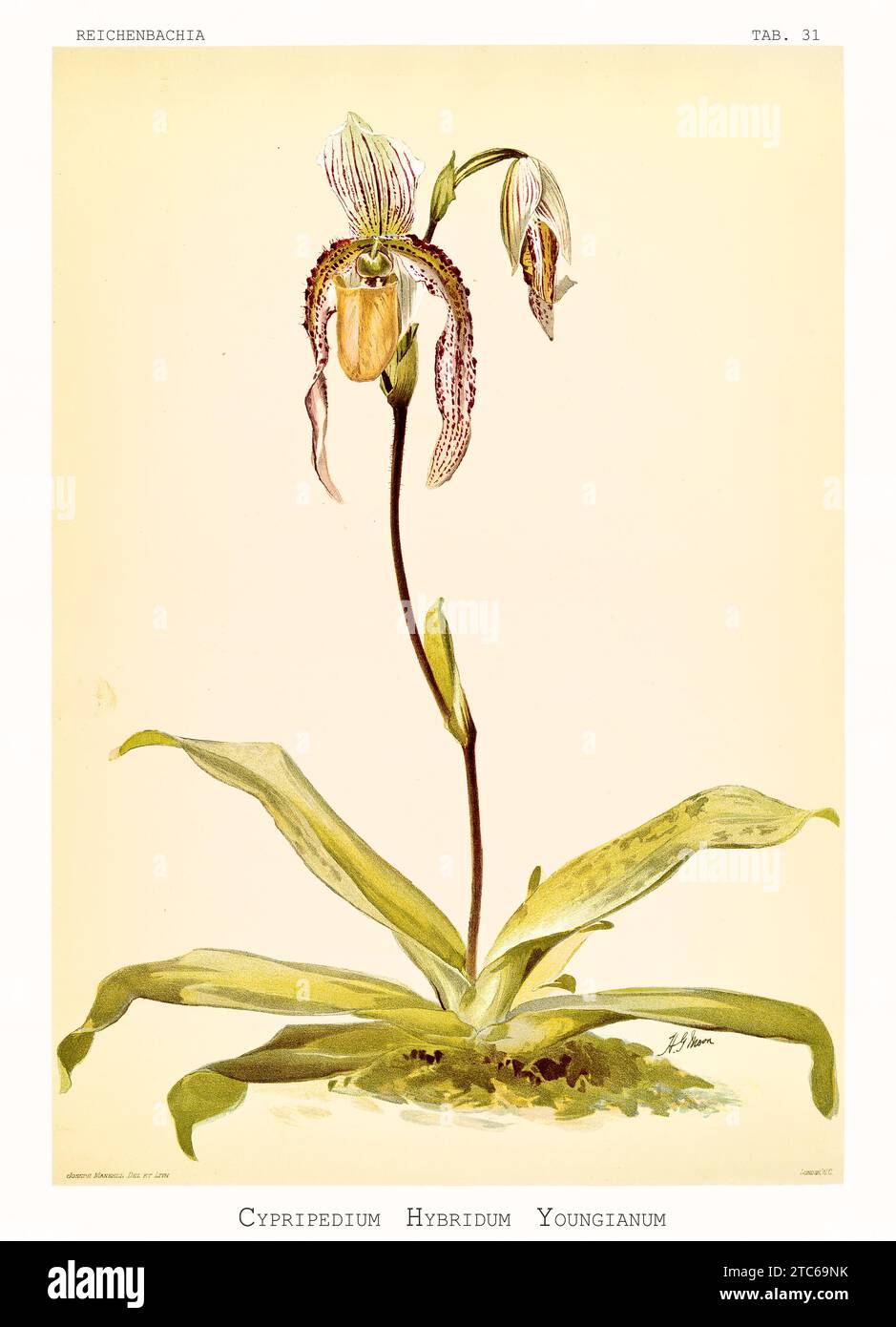 Illustration ancienne de Cypripedium hybridum. Reichenbachia, de F. Sander. St. Albans, Royaume-Uni, 1888 - 1894 Banque D'Images