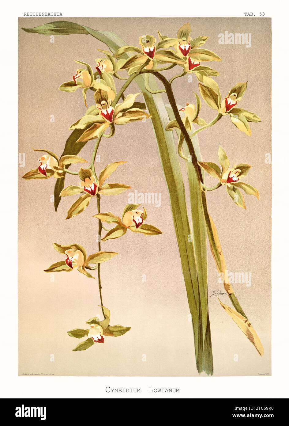 Illustration ancienne du Cymbidium de Low (Cymbidium lowianum). Reichenbachia, de F. Sander. St. Albans, Royaume-Uni, 1888 - 1894 Banque D'Images