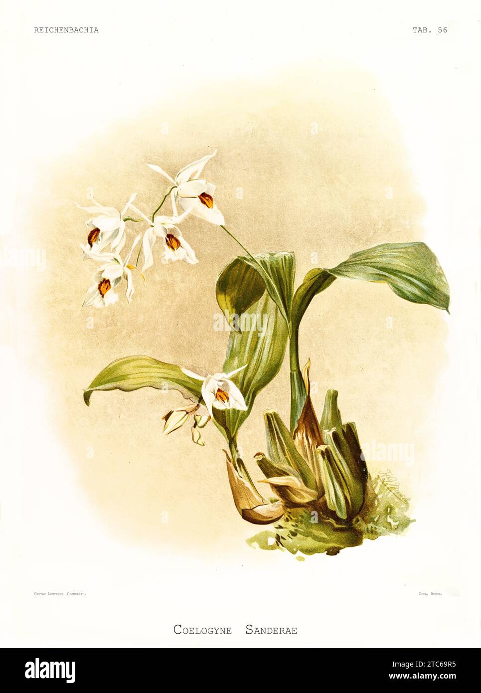 Illustration ancienne du Coelogyne de Sander (Coelogyne sanderae). Reichenbachia, de F. Sander. St. Albans, Royaume-Uni, 1888 - 1894 Banque D'Images
