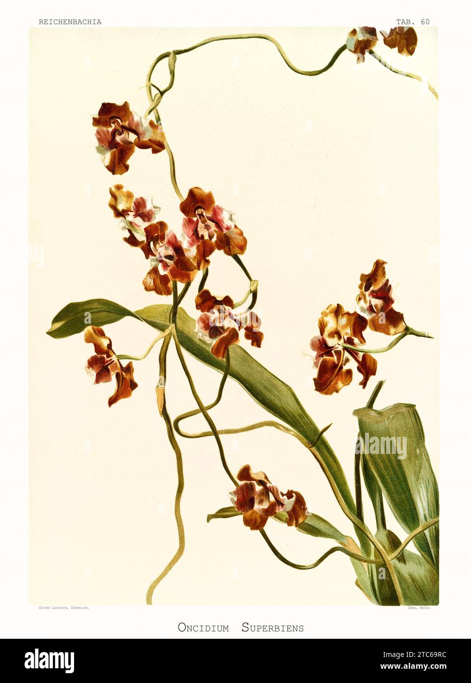 Illustration ancienne de Schonburgkia de Galeotti (Myrmecophila galeottiana). Reichenbachia, de F. Sander. St. Albans, Royaume-Uni, 1888 - 1894 Banque D'Images