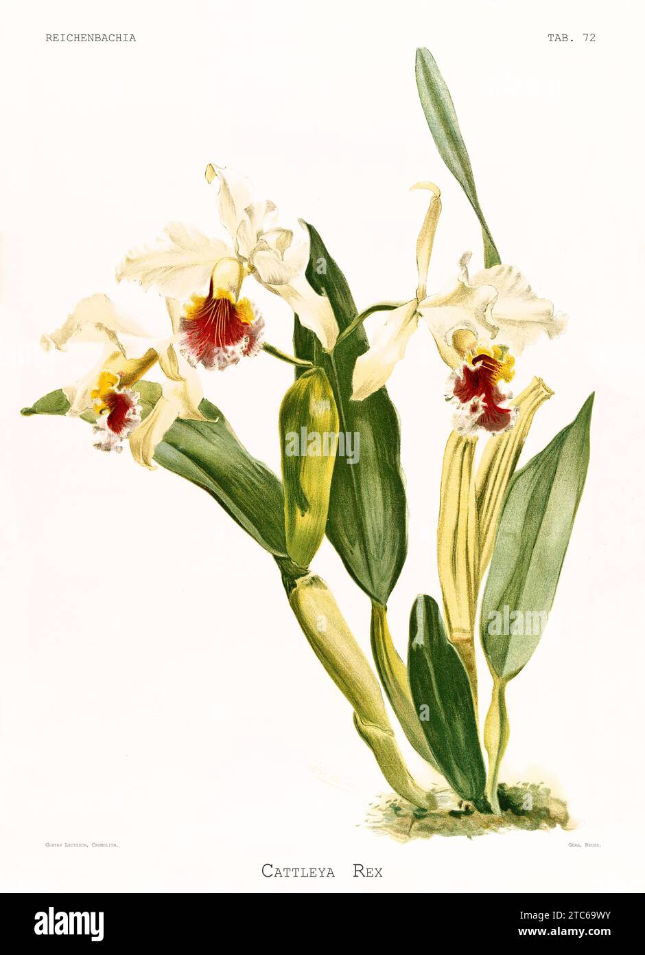 Cattleya rex Banque de photographies et d’images à haute résolution - Alamy