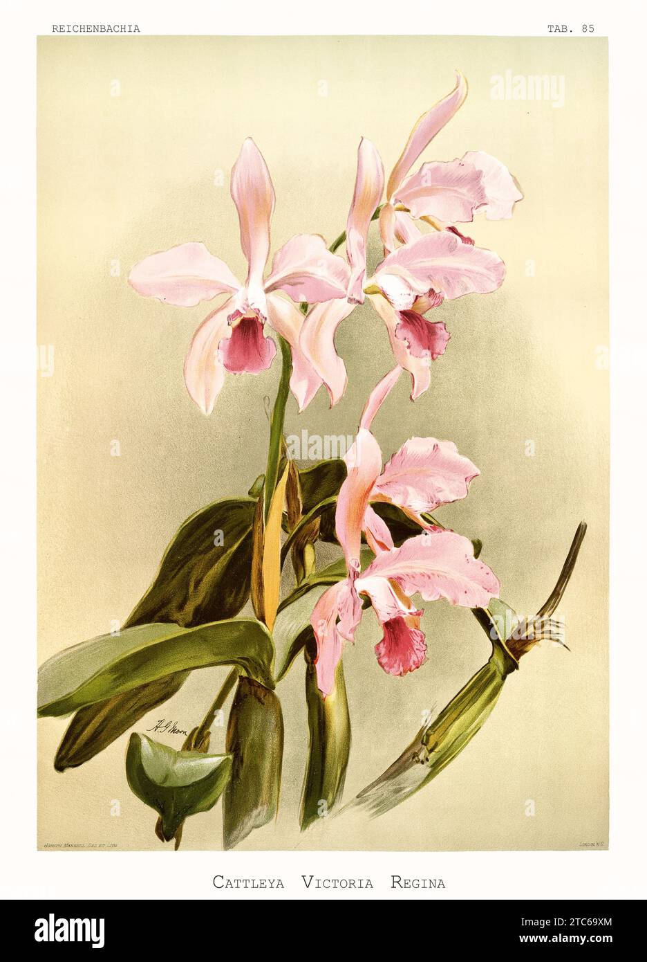 Vieille illustration de la reine Victoria Cattleya (Cattleya victoria-regina). Reichenbachia, de F. Sander. St. Albans, Royaume-Uni, 1888 - 1894 Banque D'Images