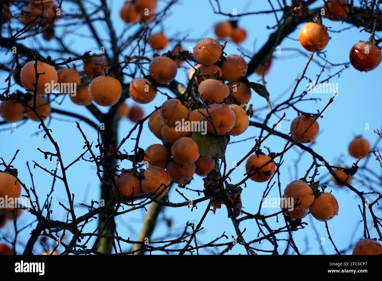 Un arbre kaki en hiver plein de fruits Banque D'Images