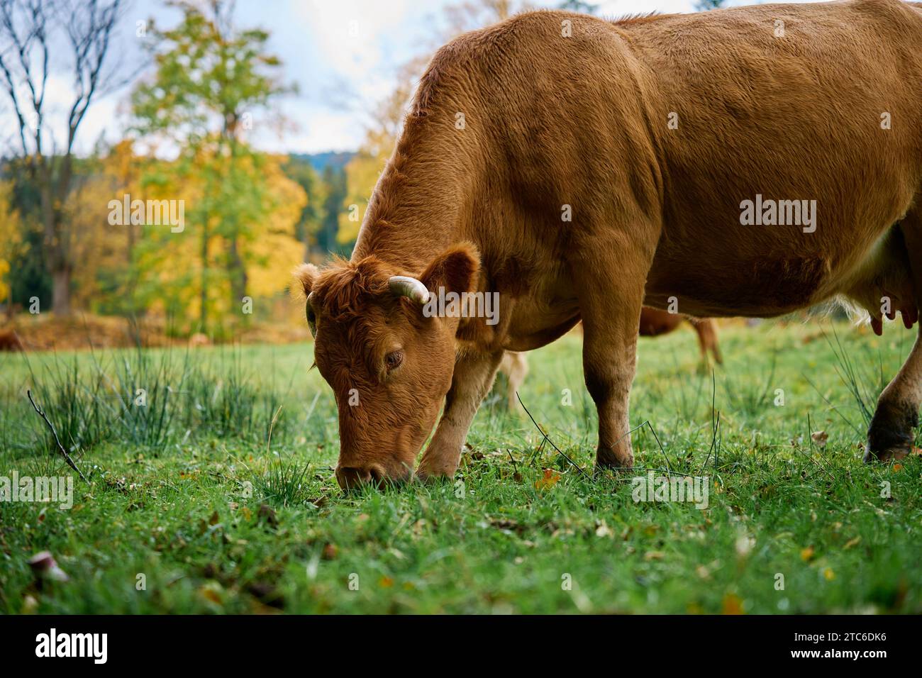Vache brune paissant sur le champ. Vache Jersey mangeant de l'herbe verte sur le pâturage. Élevage bovin. Production laitière sur la ferme domestique Banque D'Images