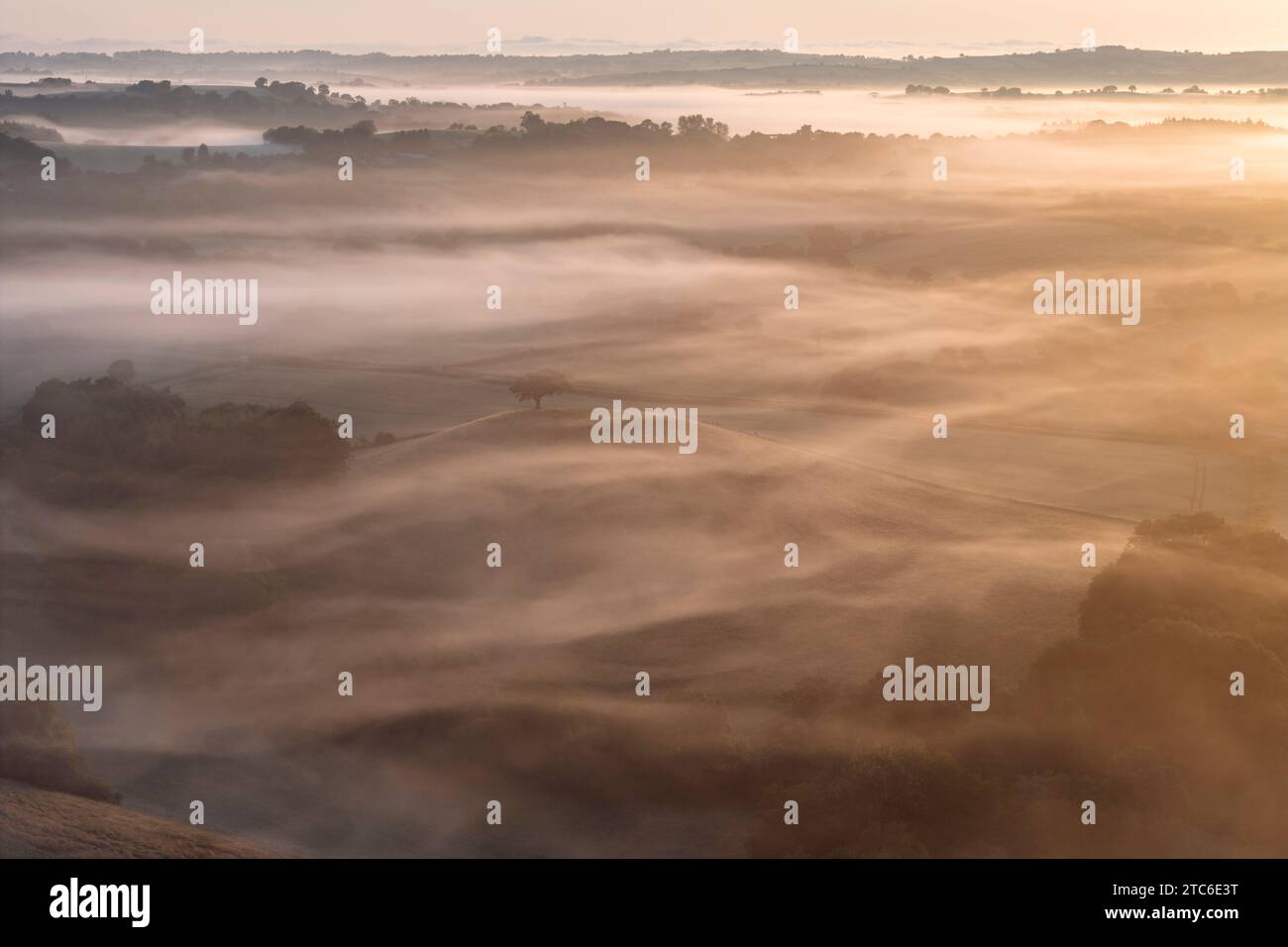 Des couches de brume entourent un arbre solitaire au sommet d'une colline à l'aube du solstice d'été, au milieu du Devon, en Angleterre. Été (juin) 2023. Banque D'Images