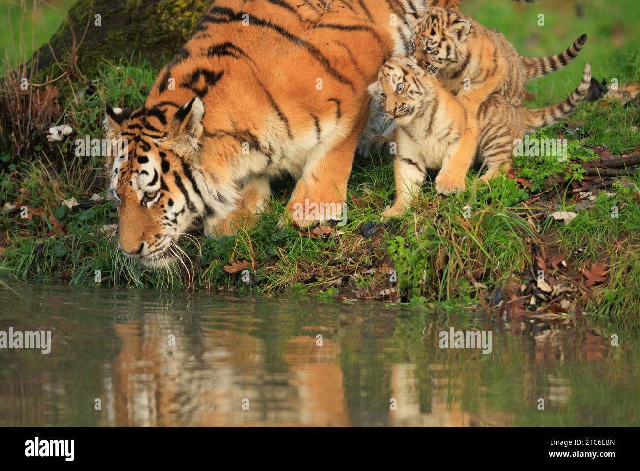 Oursons ludiques des images originales d'une mère tigrée sibérienne prenant soin de ses oursons ont été capturées au zoo de Banham, au Royaume-Uni. Ces petits vieux de deux mois Banque D'Images