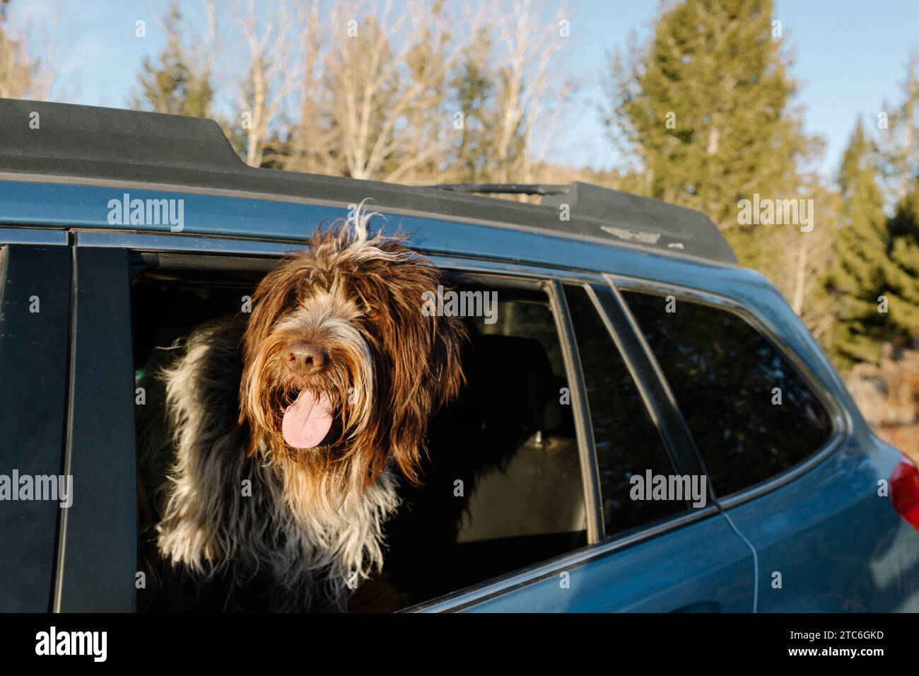 Chien Griffon profitant d'un tour en voiture, dirigez-vous par la fenêtre Banque D'Images Chien Griffon profitant d'un tour en voiture, dirigez-vous par la fenêtre Banque D'Images