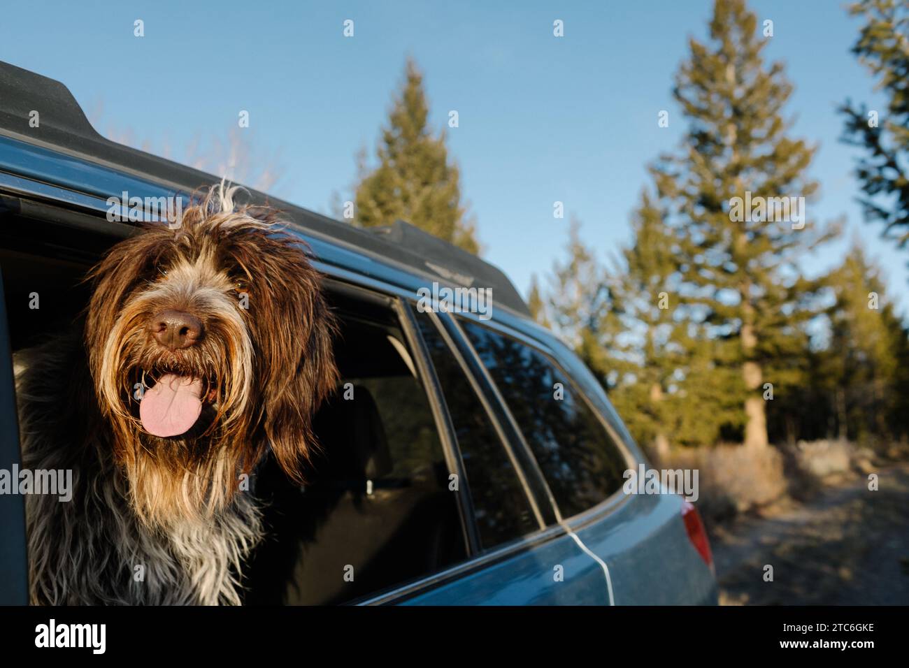 Chien Griffon profitant d'un tour en voiture, dirigez-vous par la fenêtre Banque D'Images Chien Griffon profitant d'un tour en voiture, dirigez-vous par la fenêtre Banque D'Images