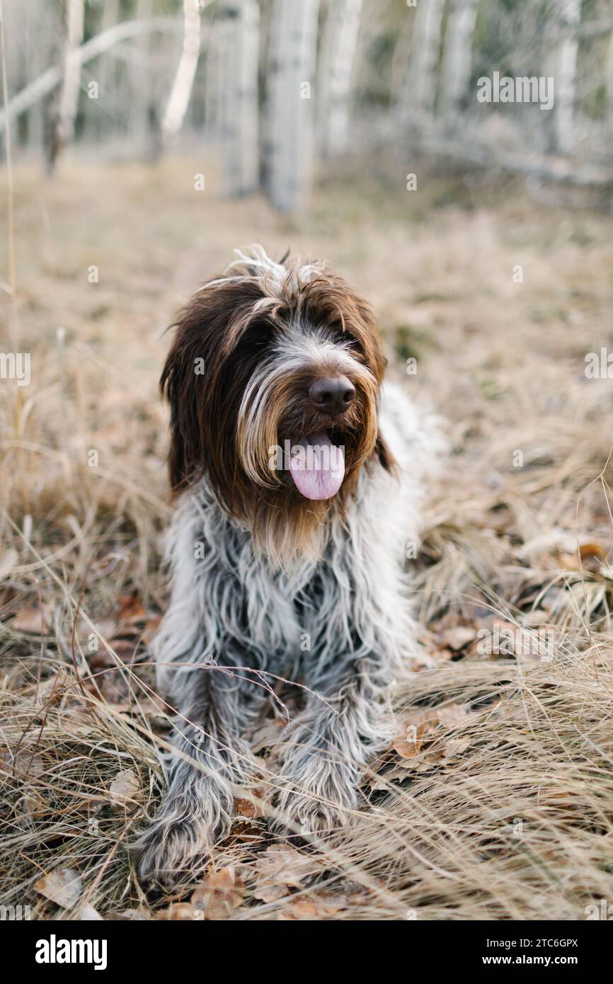 Gros plan d'un chien Griffon à Stanley, dans la forêt de tremble de l'Idaho Banque D'Images Gros plan d'un chien Griffon à Stanley, dans la forêt de tremble de l'Idaho Banque D'Images