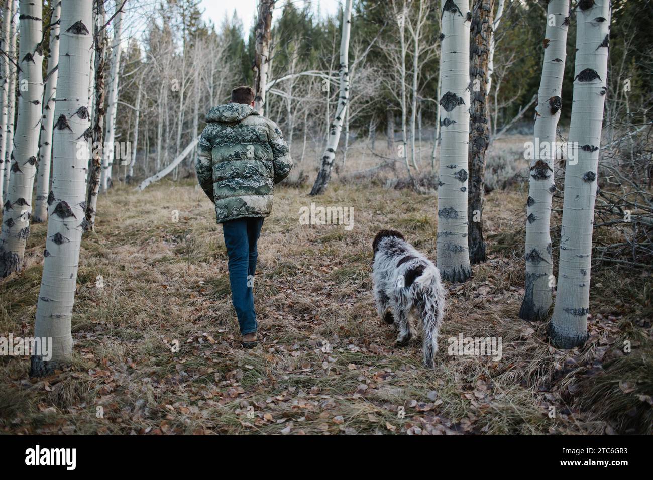 Homme avec chien marchant à travers une forêt sereine de tremble dans l'Idaho Banque D'Images Homme avec chien marchant à travers une forêt sereine de tremble dans l'Idaho Banque D'Images