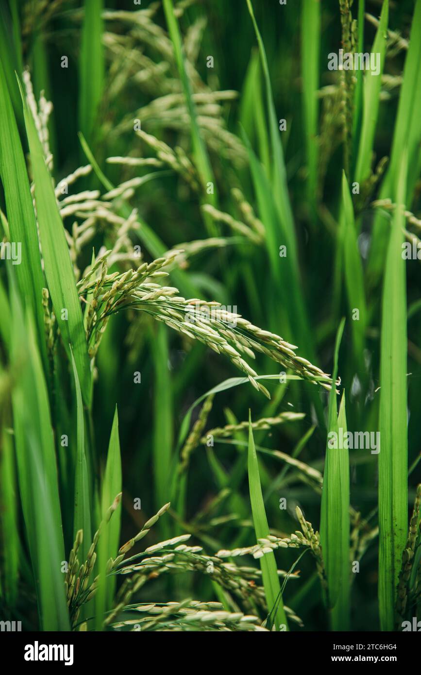 Gros plan du grain de riz sur le plant de riz Banque D'Images